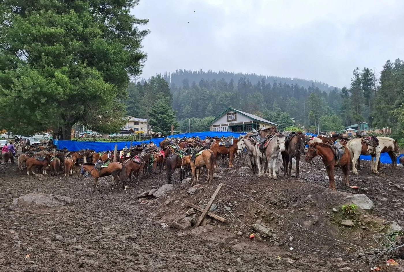 पहलगाम में सुरक्षा के लिए आया क्यूआर कोड, सैकड़ों पोनी संचालकों की रोजी-रोटी पर संकट