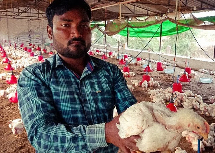 औद्योगिक पोल्ट्री फार्मिंग से बढ़ रहा फूड पॉइजनिंग का खतरा: अध्ययन&nbsp;&nbsp;