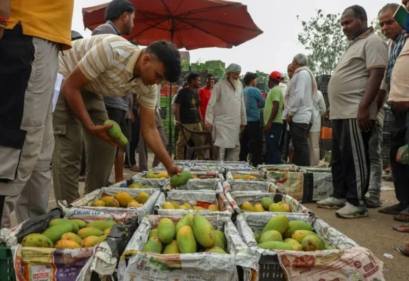 जापान आमों को वापस लौटा रहा, चीन की चावल पर रोक और यूरोपीय निरीक्षक मसालों पर सवाल उठा रहे हैं, क्यों?