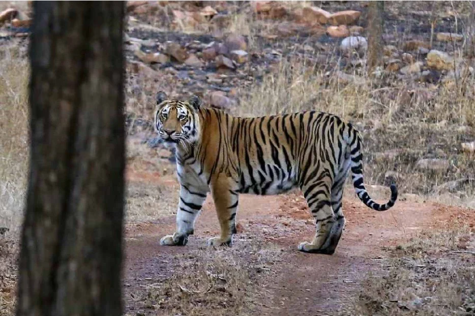 बांधवगढ़-अचनकमार बाघ गलियारे से केवल 6 किमी दूर कोयला खदान को मंजूरी, तीन माह में चौथी&nbsp;