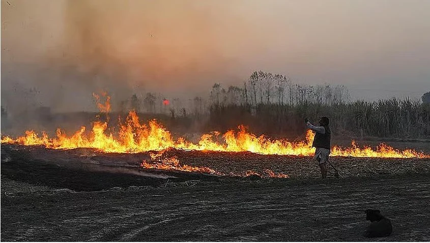 पराली जलाने का मौसम शुरू, मध्य प्रदेश पहले, पंजाब दूसरे और उत्तर प्रदेश तीसरे स्थान पर