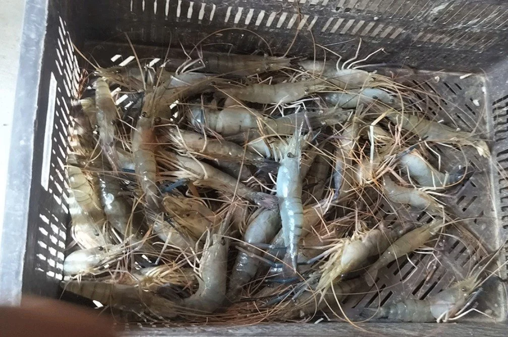 टोकरी में ताज़ा झींगे