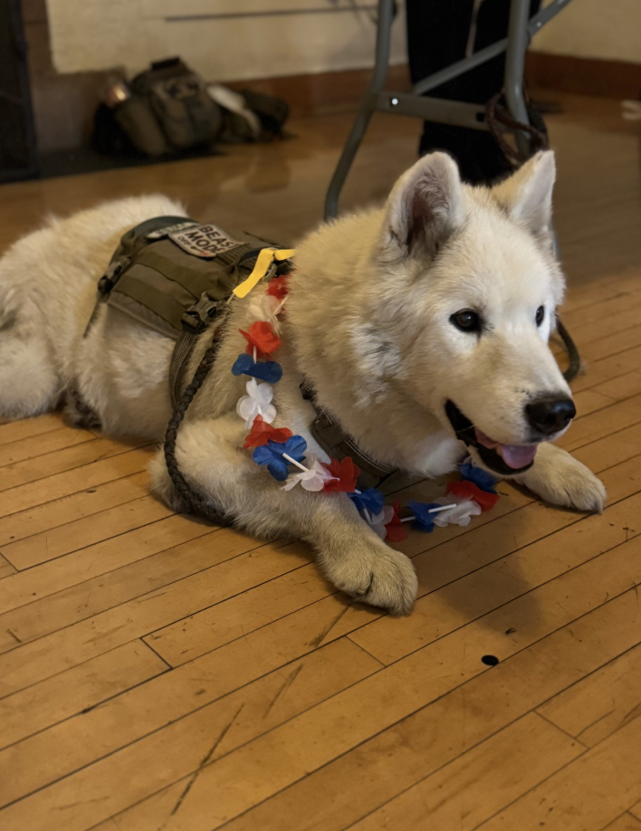 A happy Siberian Husky puppy lying on a wooden floor, wearing a harness, a red, white, and blue lei, and a decorative badge, with a backpack and chair in the background.