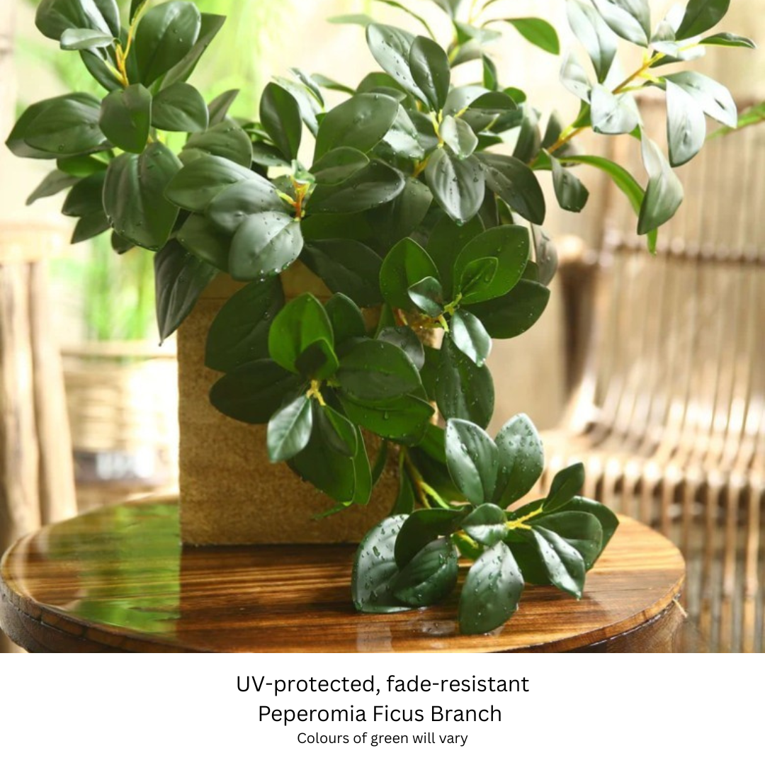 Peperomia Ficus Spray.png