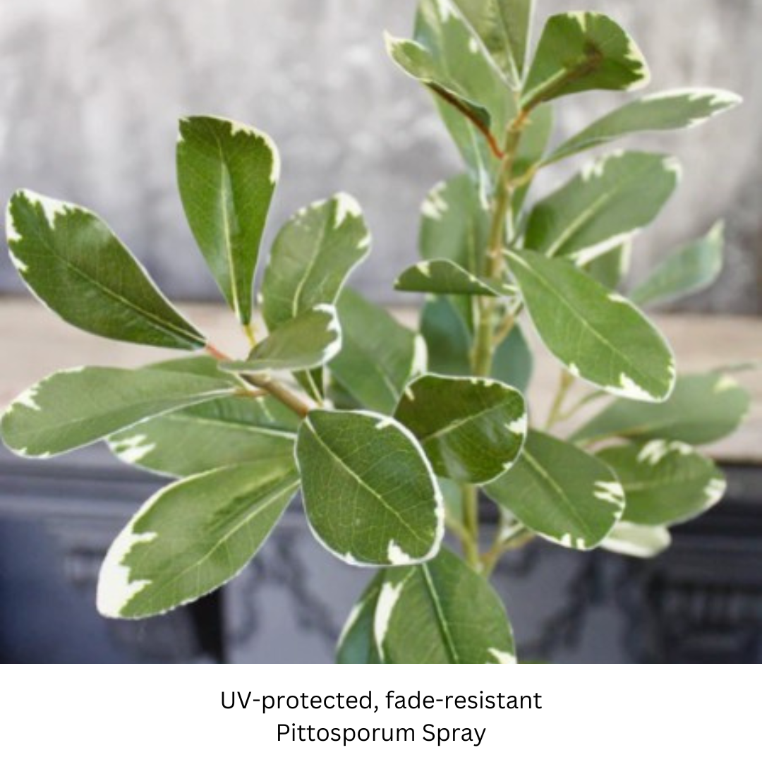 Pittosporum Spray.png