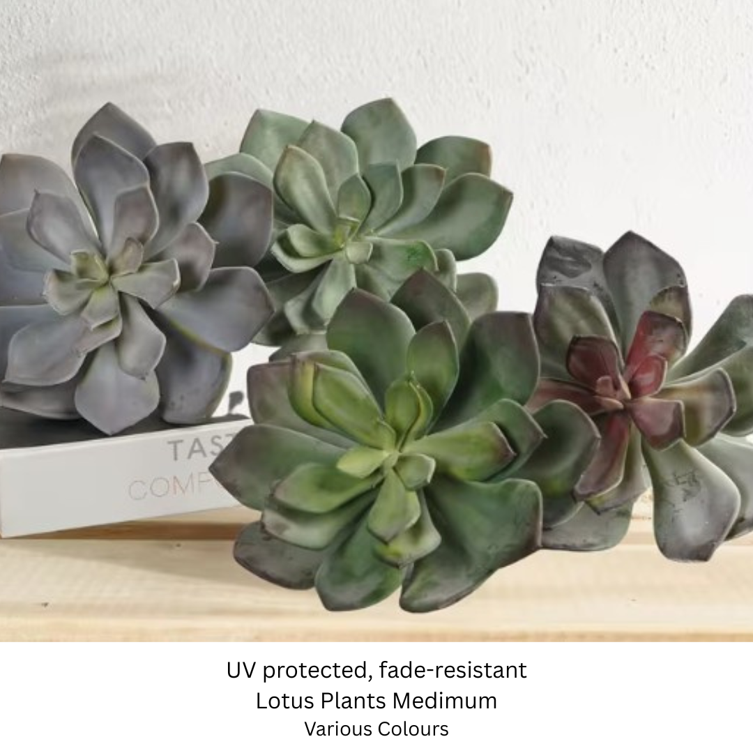 Lotus Plant.png