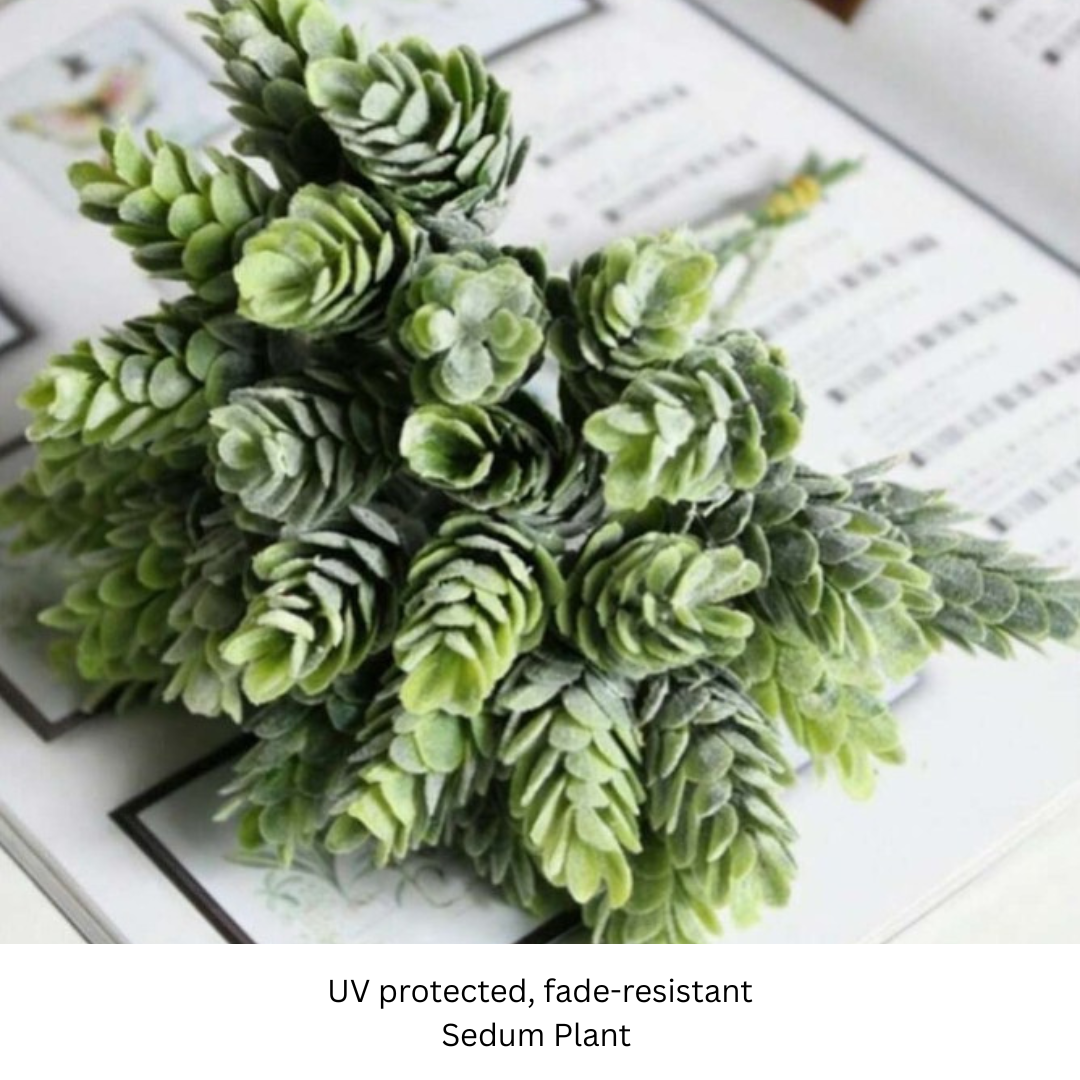 Sedum Succulent.png