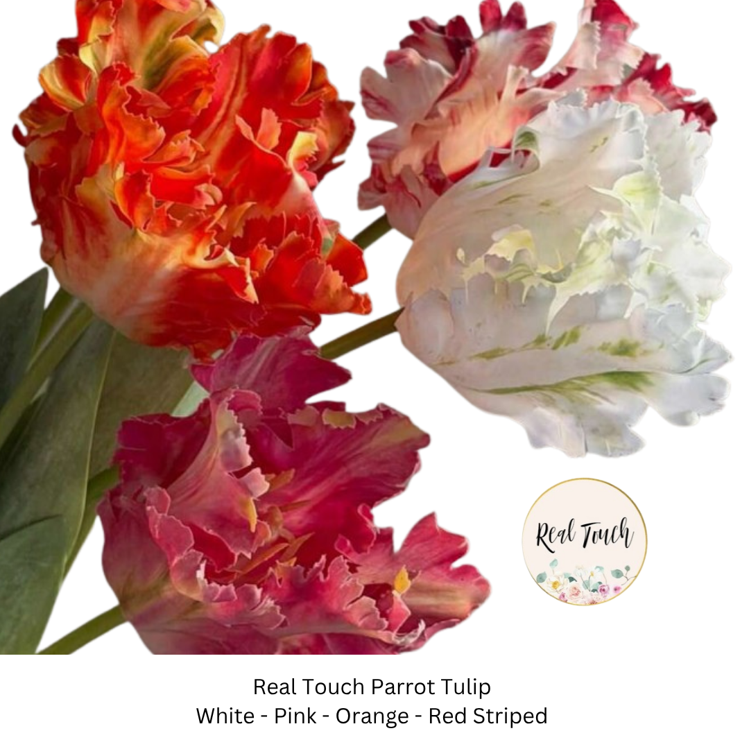 Parrot Tulip.png