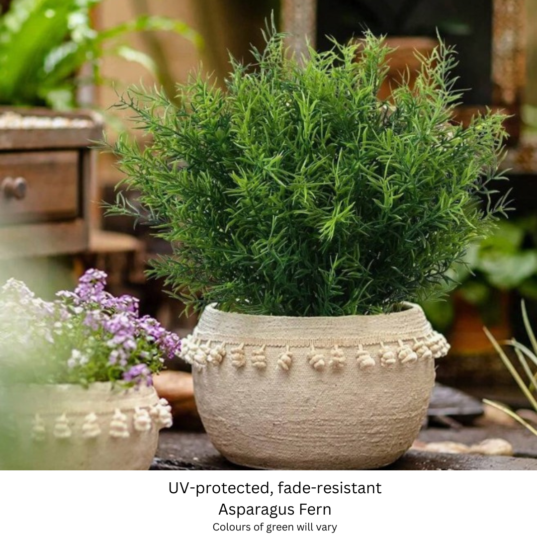 Asparagus Fern.png