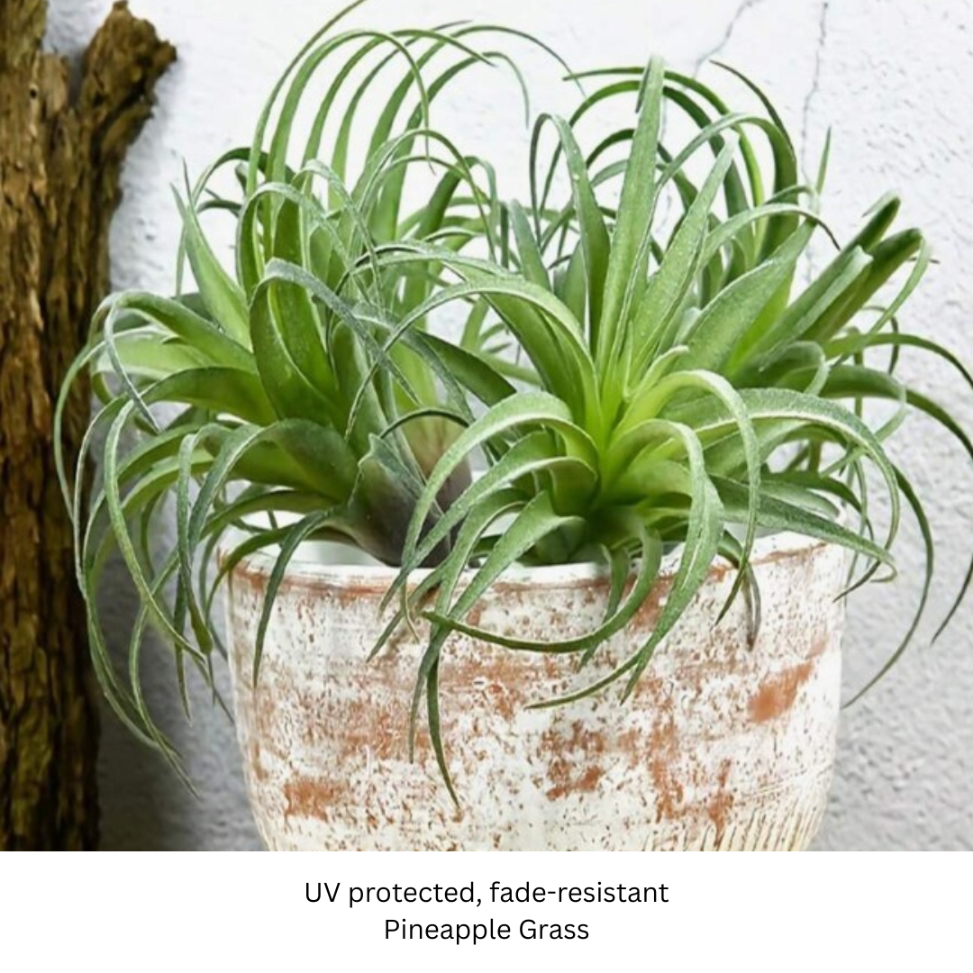 Pineapple  Grass Succulent.png