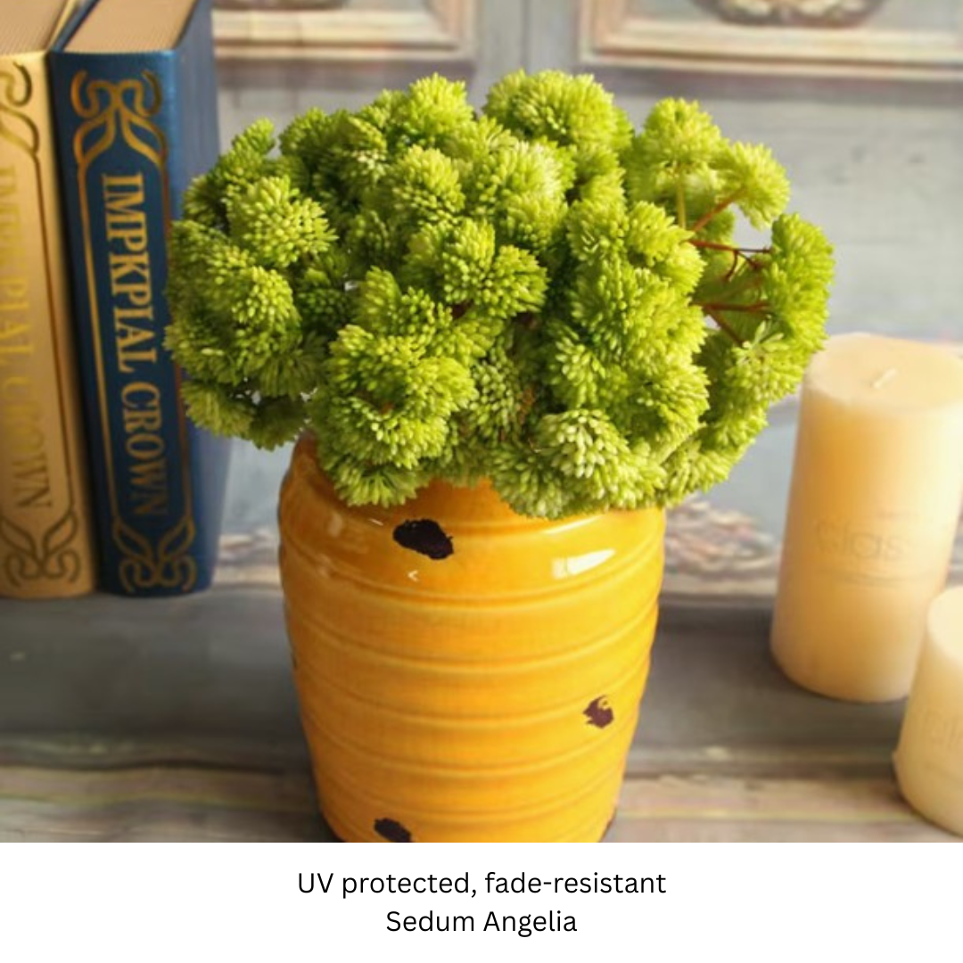 Sedum Angelia.png