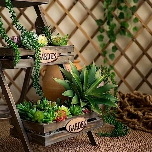 Succulent Options