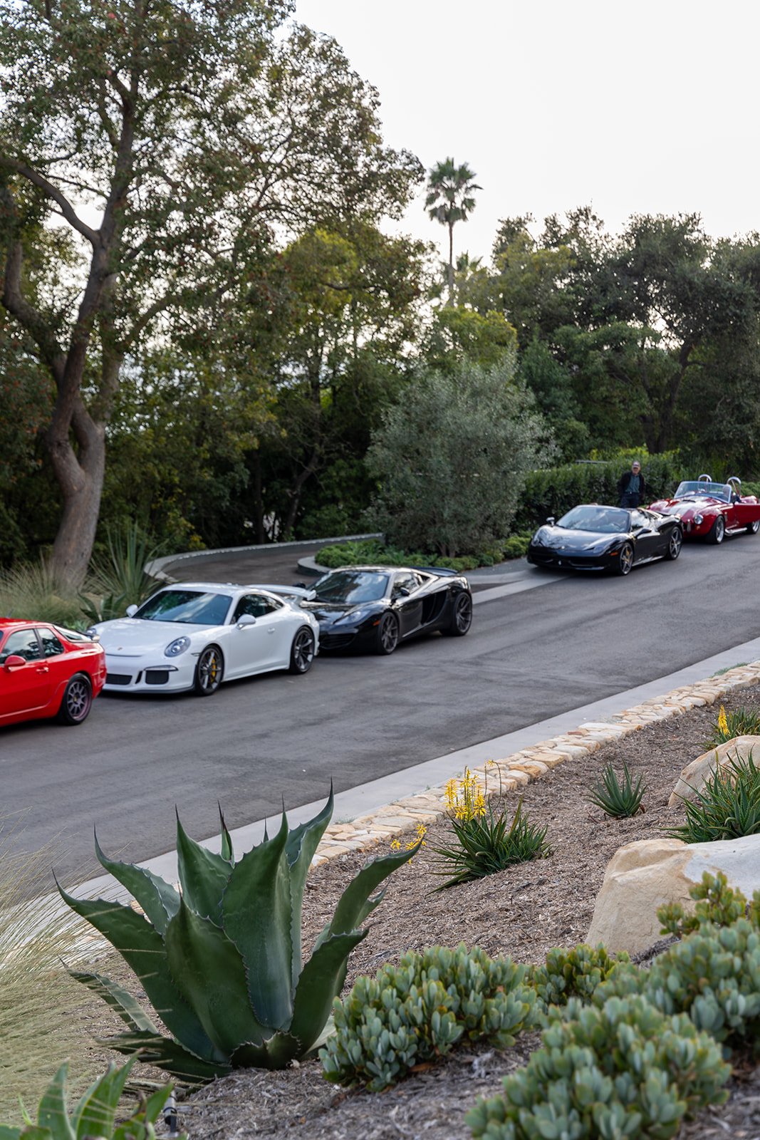Line of luxury sports cars parked along a street with trees and plants in the background.