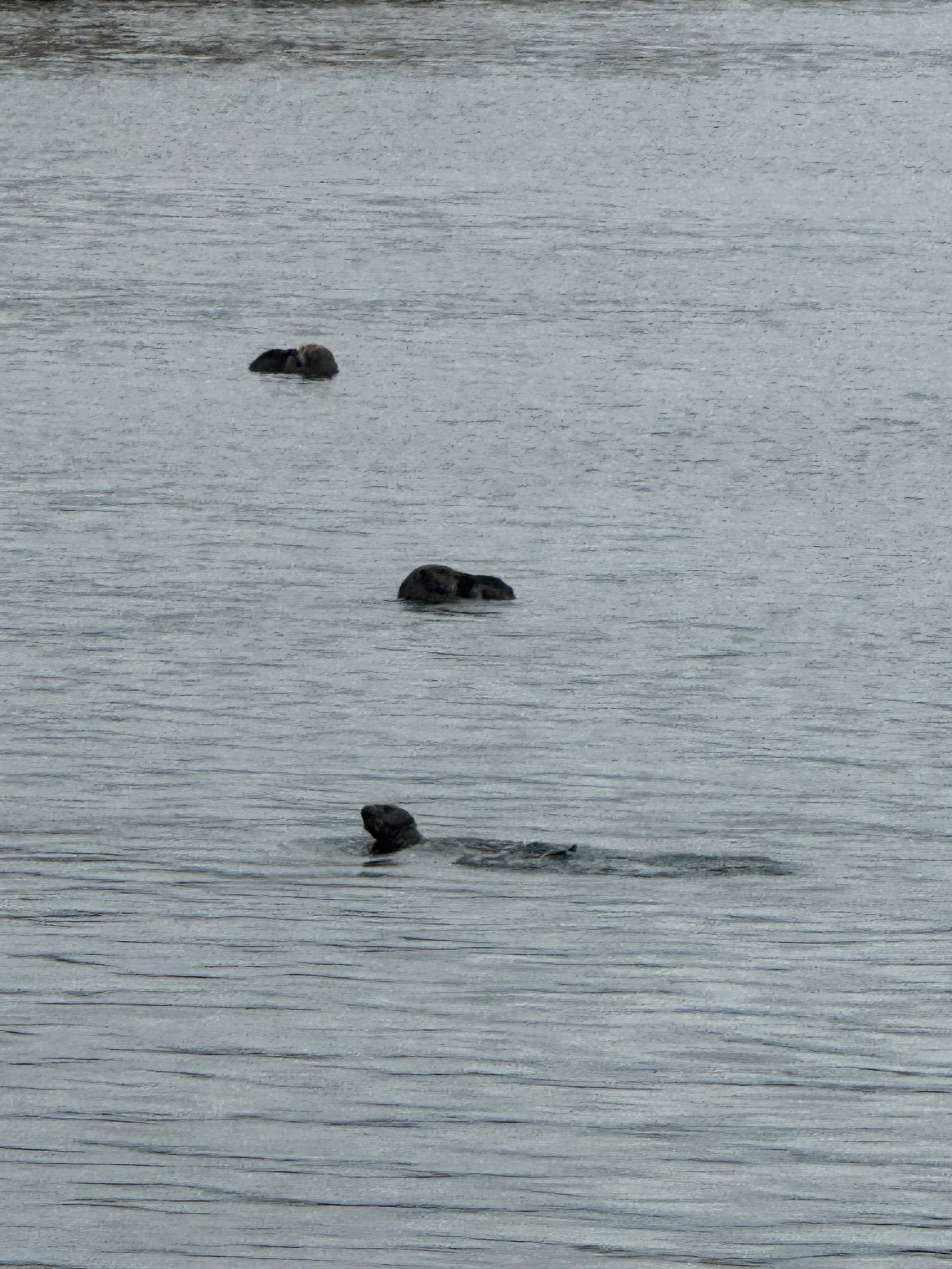 three-sea-otters-floating-in-calm-gray-water--97ba1802.jpeg