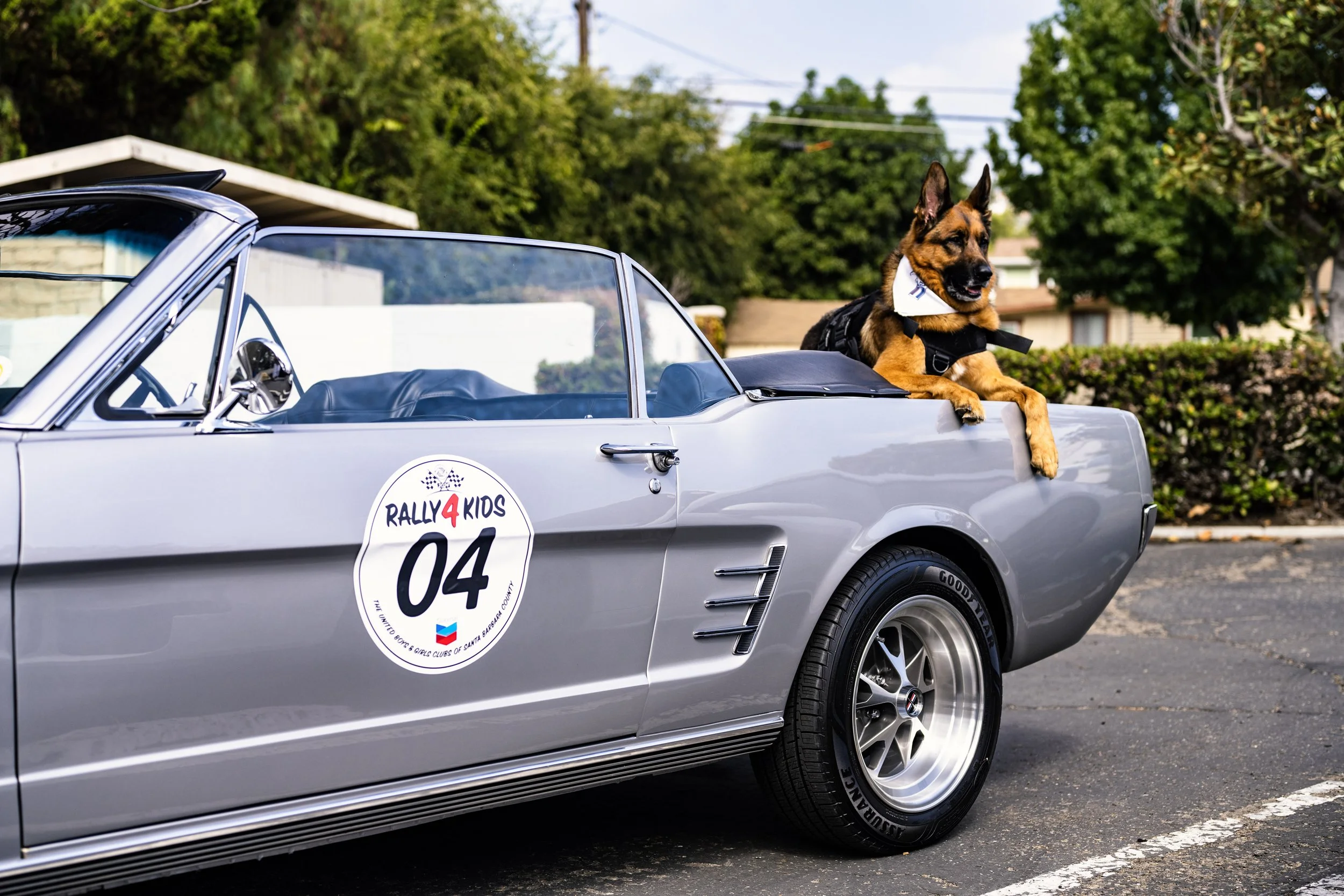 A dog wearing a harness laying on the hood of a vintage silver muscle car with rally 4 kids logo and number 04 decal, parked outdoors with trees and houses in the background.