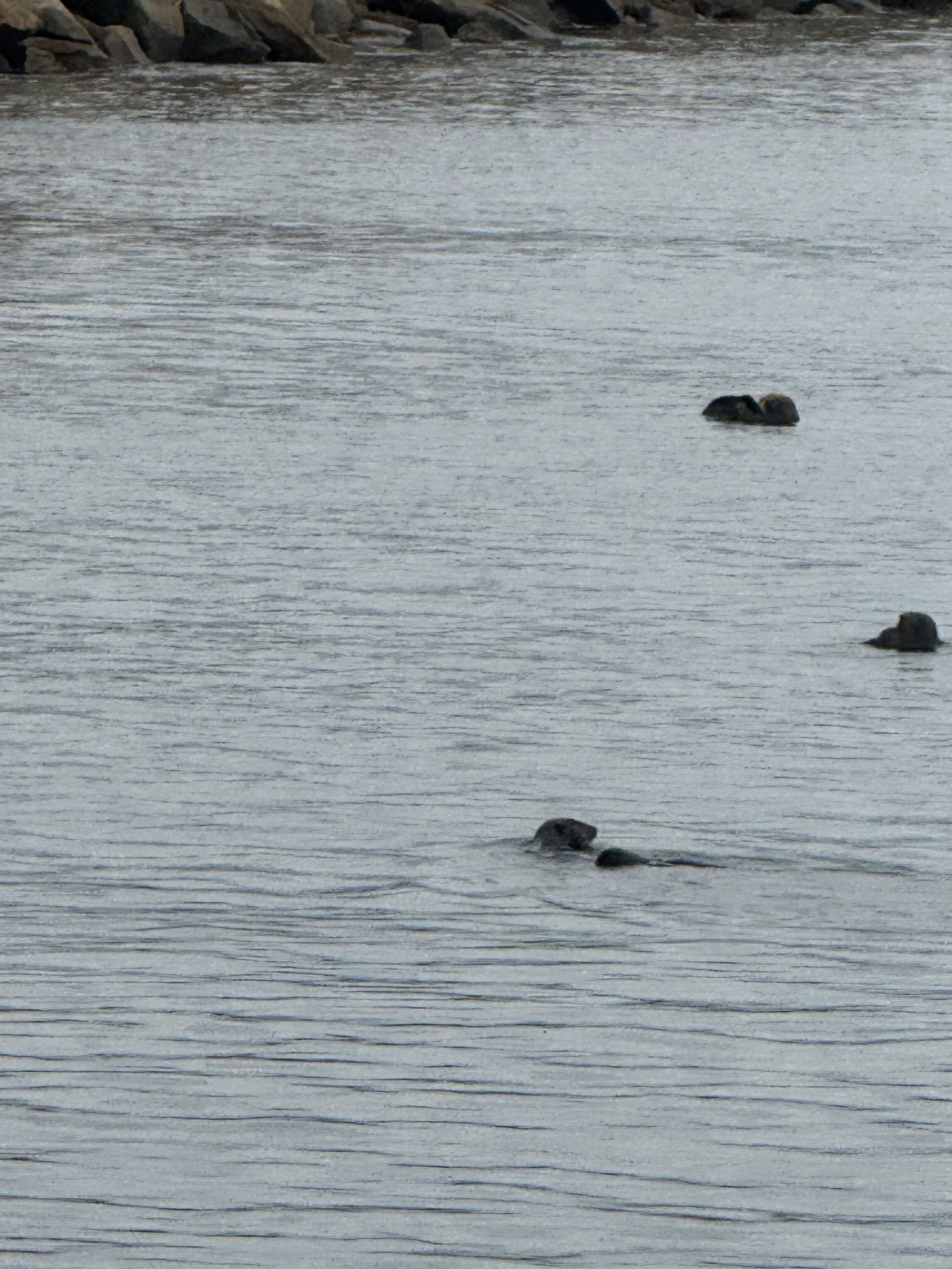 three-seals-swimming-in-calm-water-near-rocky-shore--c1ffc196.jpeg