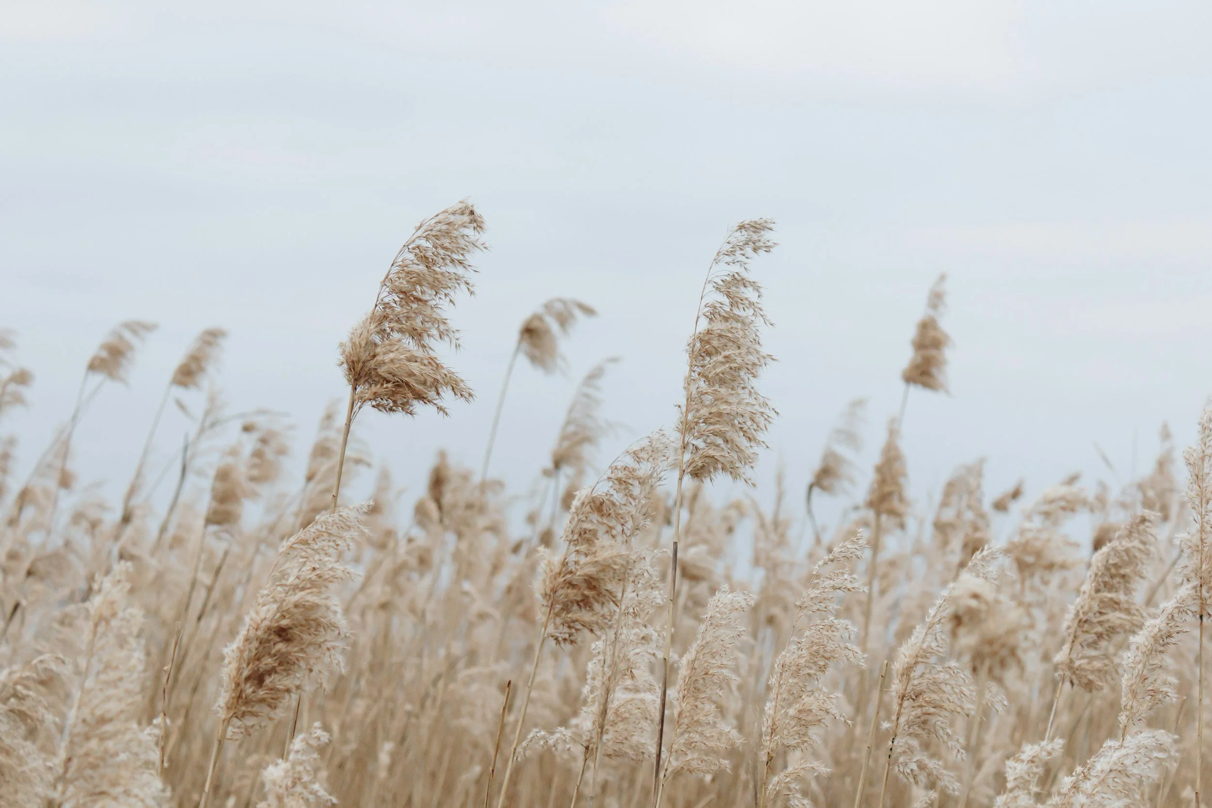 Tall, beige grass swaying in the breeze under a cloudy sky.