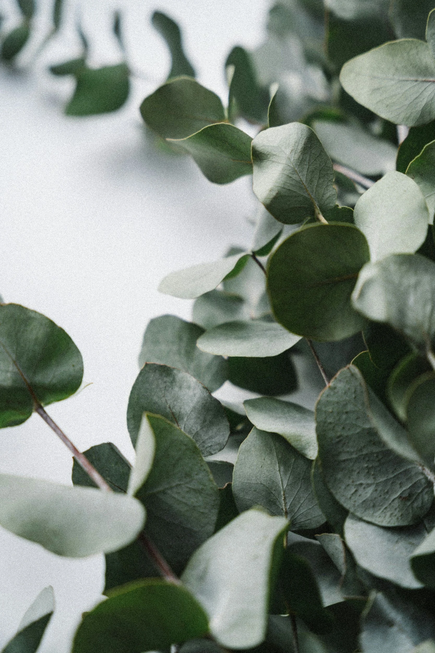 Close-up of green eucalyptus leaves on a white background.