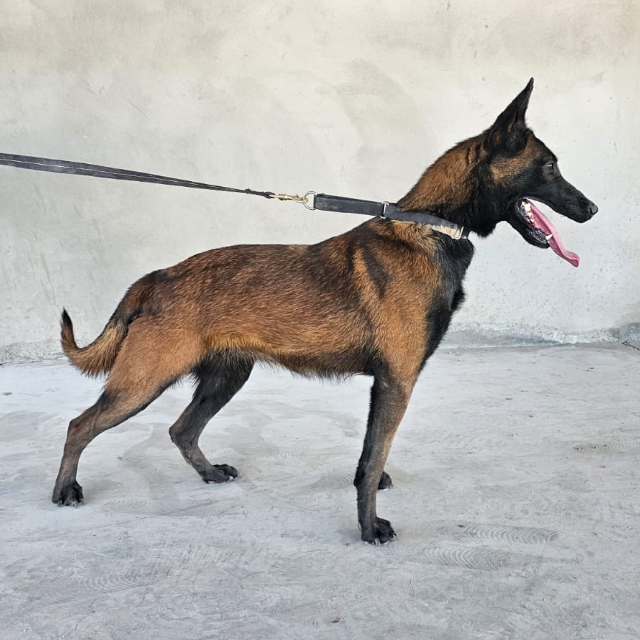 A brown and black Belgian Malinois dog on a leash, standing on a concrete floor against a plain wall, panting with its tongue out.