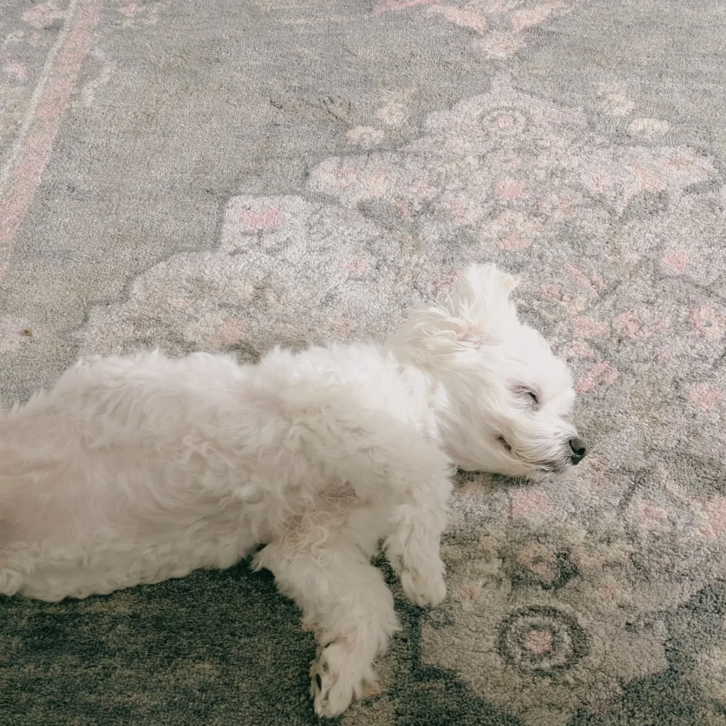 Life, lately:

1. Sunday snoozing for both of us
2. New strawberry plant 
3. 2 year old strawberry plant that survived the winter!
4. Current stack. Planner by @jamiebeck.co - Forever Paris guide to Paris that I picked up @birdhousebooksatx. 
5. Stum