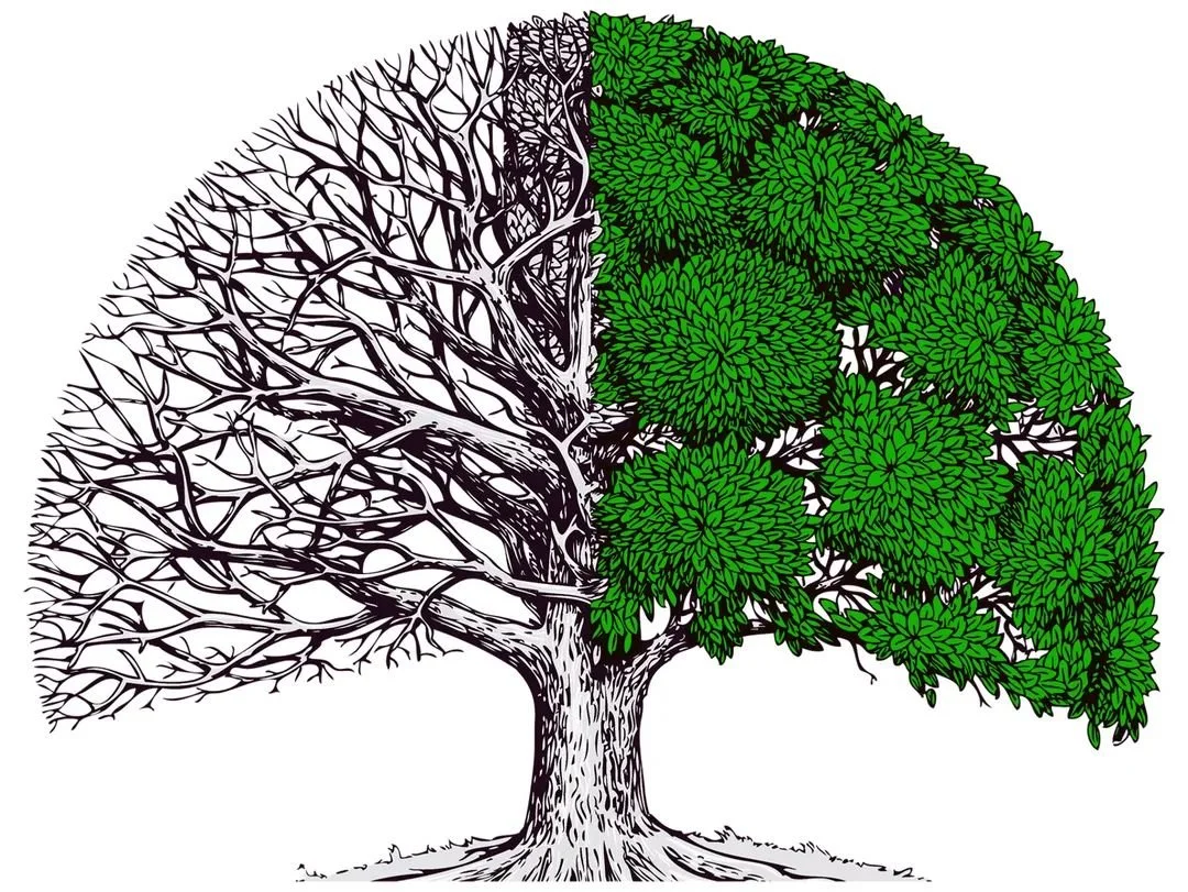 A tree split in half, with one side showing bare branches and the other side lush with green leaves.