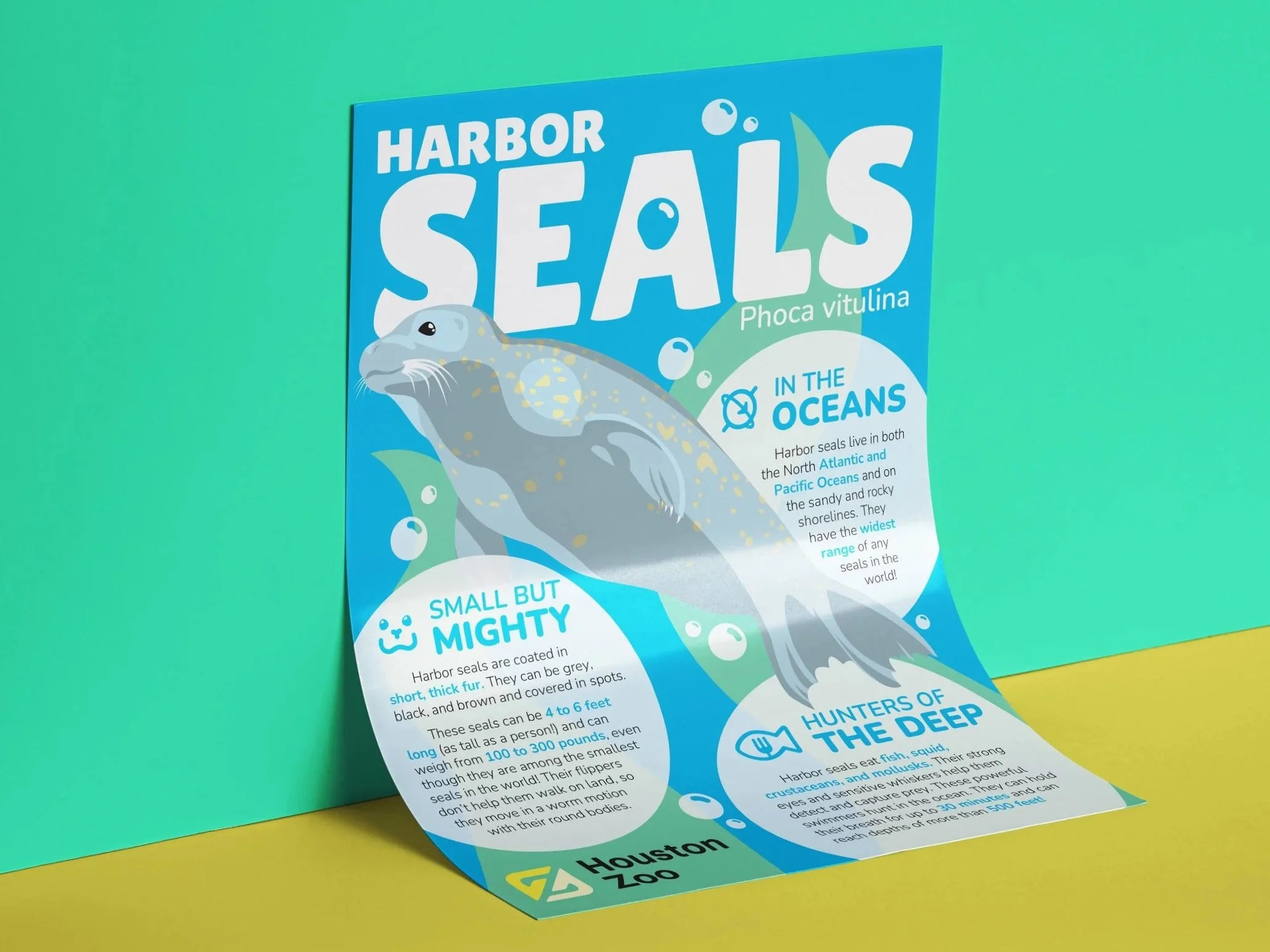 Harbor Seals