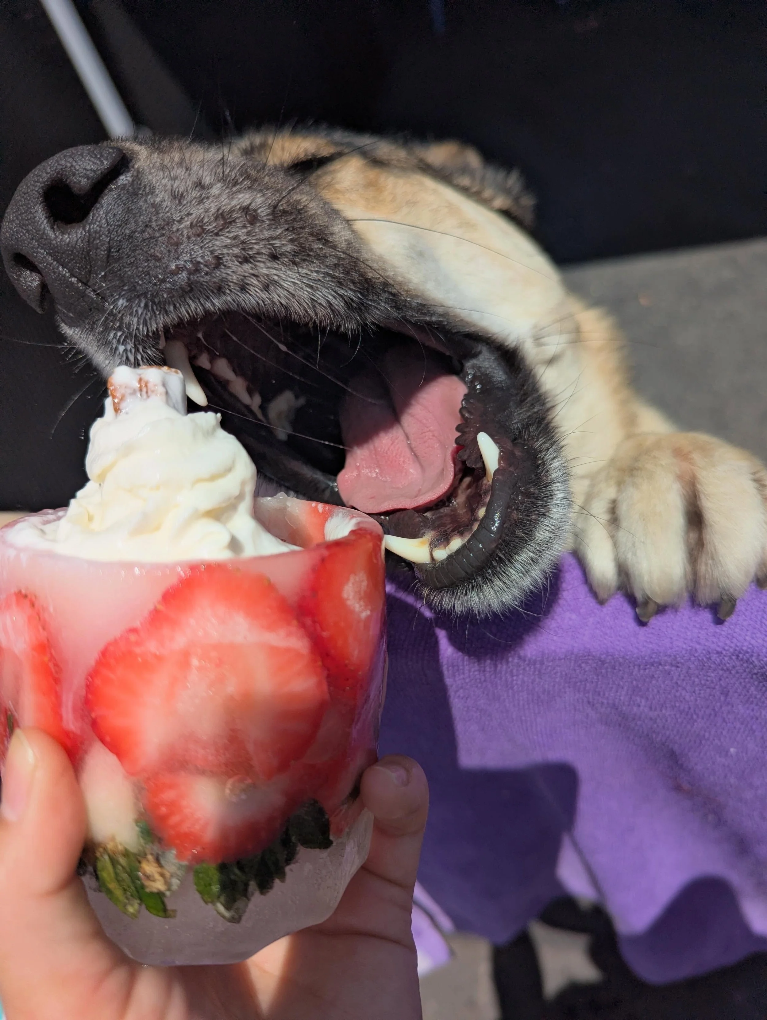 This is Luke from @pupculturerescue. He&rsquo;s one of the sweet boys available for adoption 🥺
One of our employees has been fostering a dog (Freckles, pictures soon) from Pup Culture and she has also been making some icy pup cups for all the dogs t