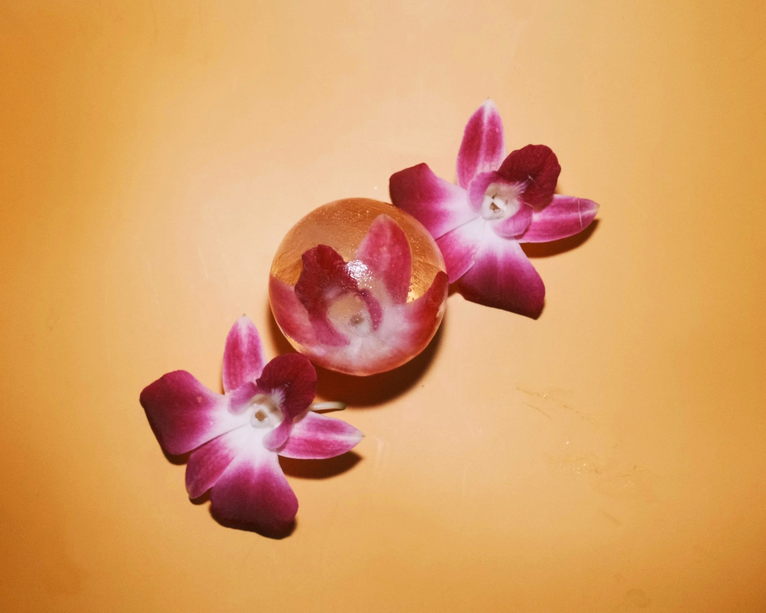 Close-up of pink orchid flowers and a small decorative object on a yellow background.