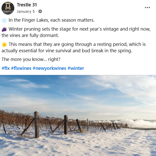 Educational content: caption writing and content strategy focused on vineyard practices to increase audience engagement and brand credibility. 