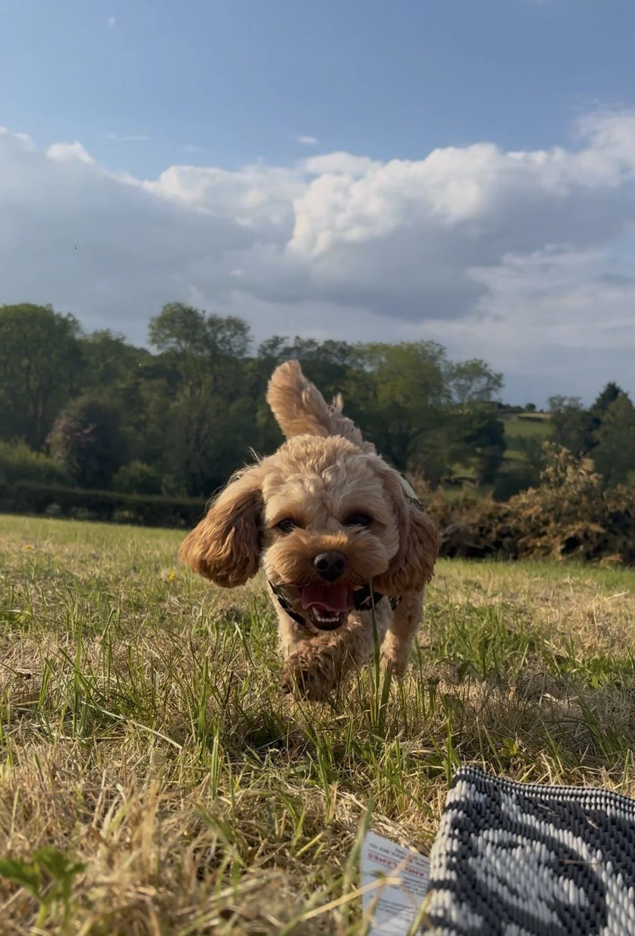 A happy, small tan dog running towards the camera in a grassy field with trees and a partly cloudy sky in the background.