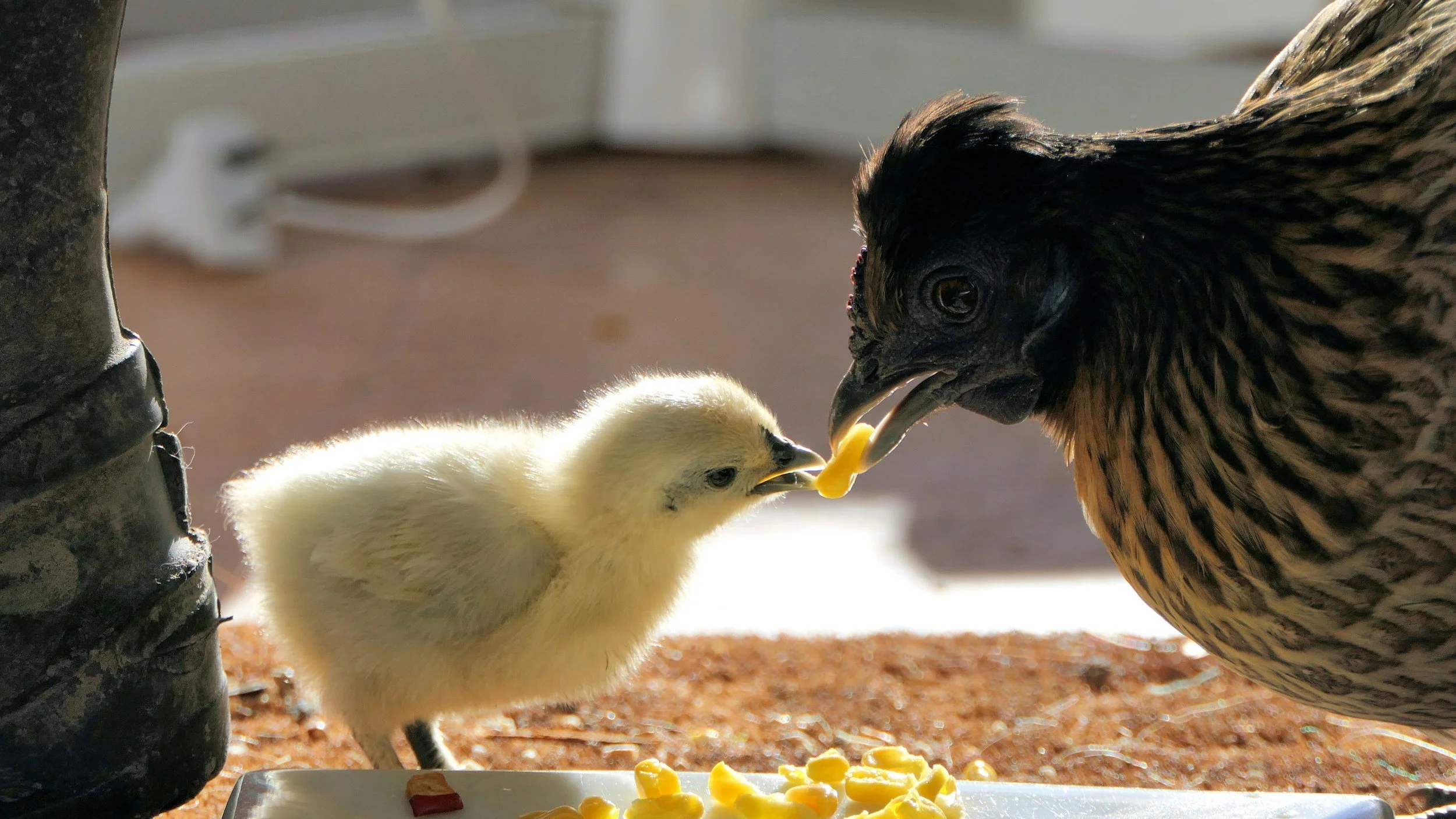 A large bird feeding a small yellow chick with some food in its beak.