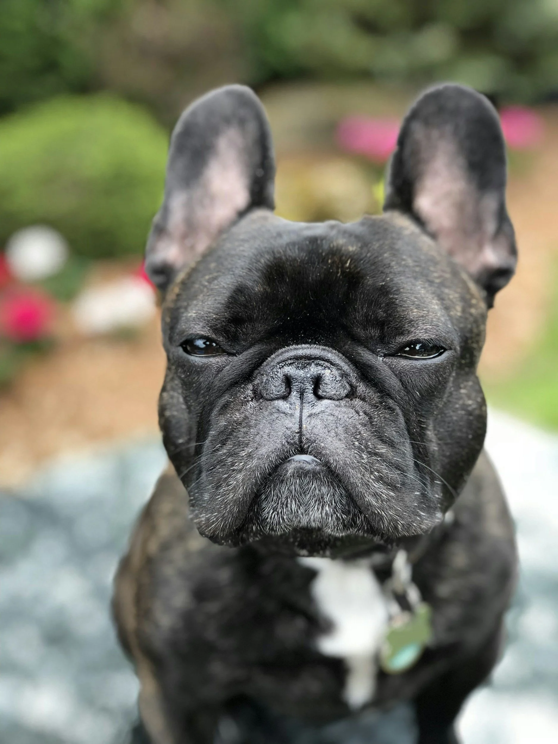 Close-up of a French Bulldog puppy with a brindle coat, making a serious face outdoors, with blurred colorful flowers and green foliage in the background.