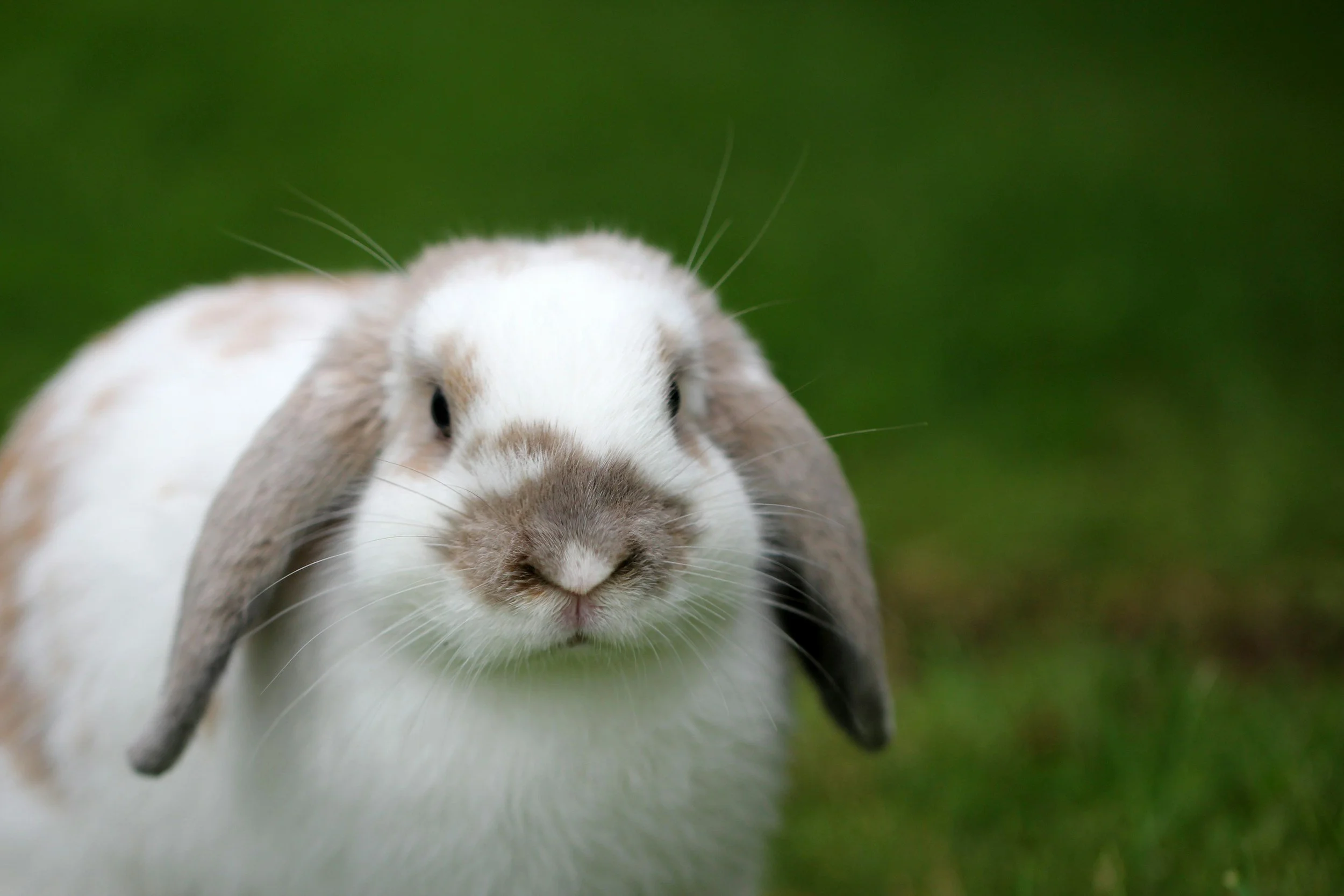 Close-up of a white and gray lop-eared rabbit with a blurred green background.