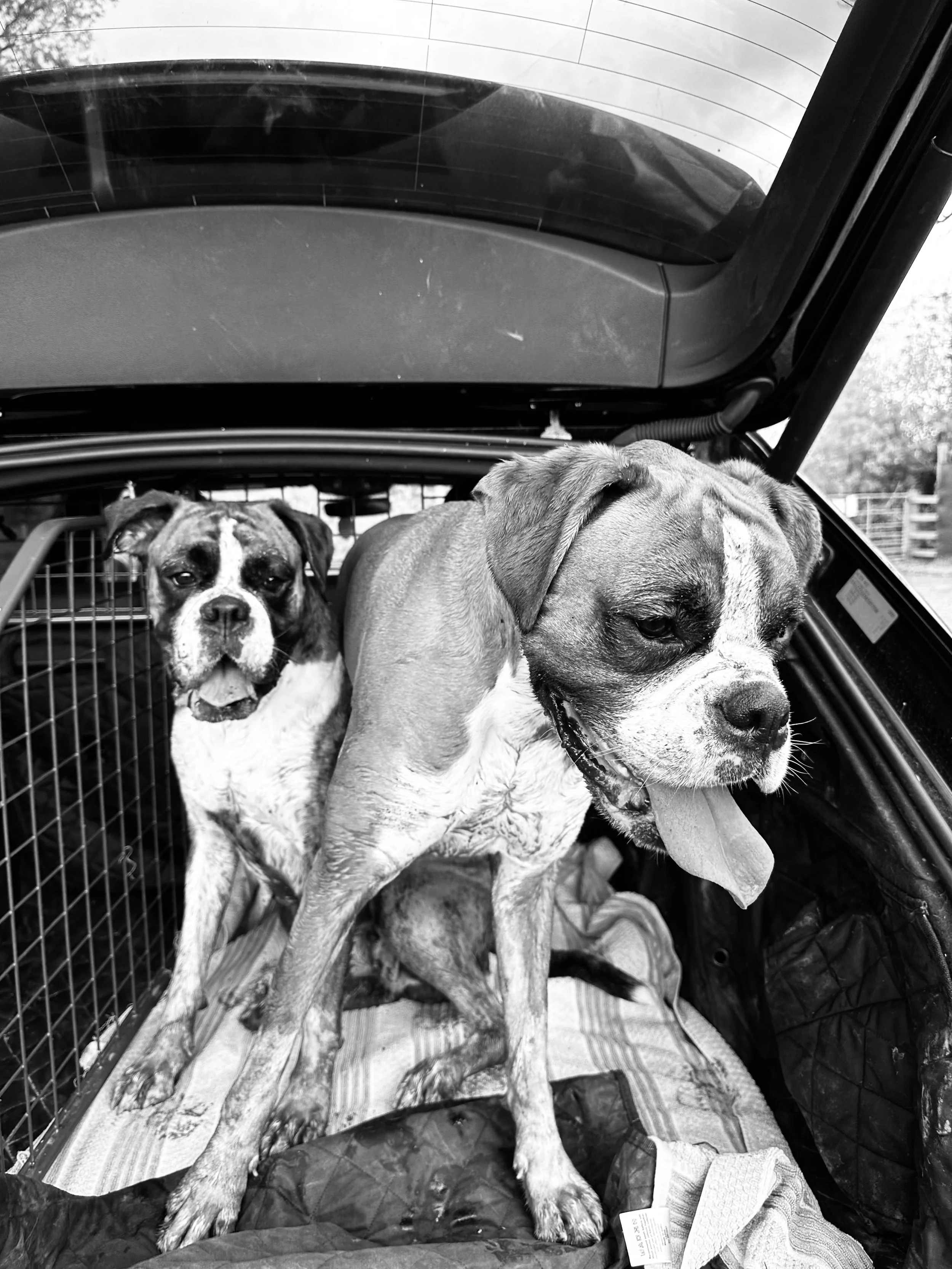 Two dogs, a Boxer and a Bulldog, inside a car trunk with a wire barrier and blankets.