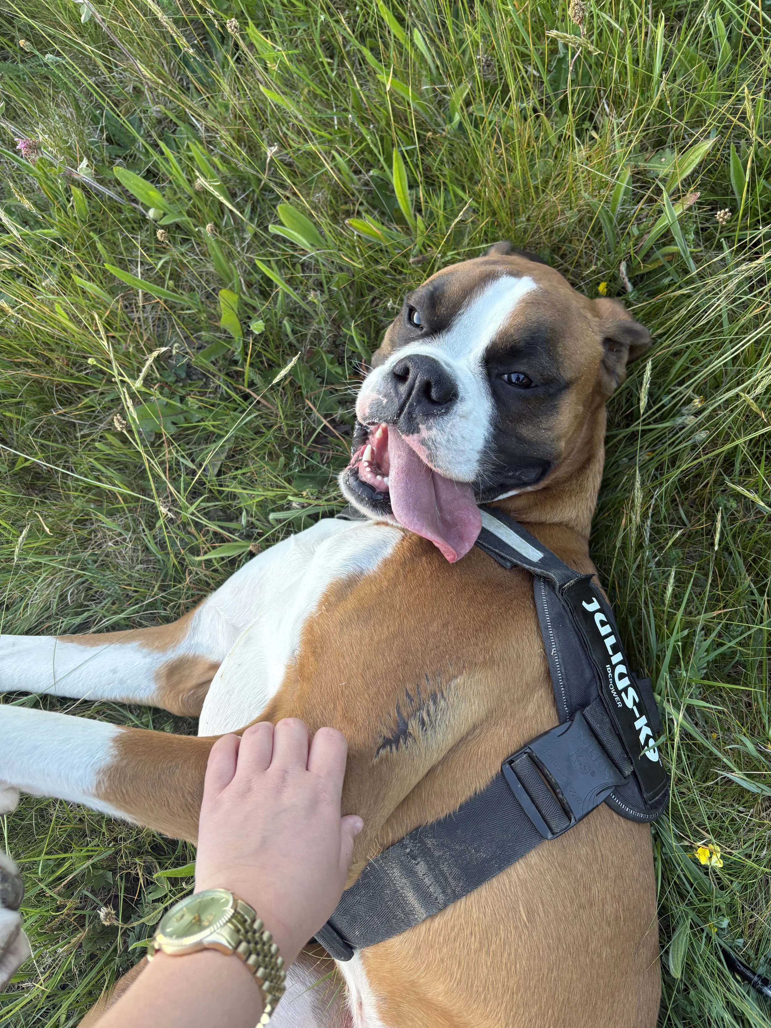 A brown and white dog lying on green grass, with a person's hand petting its side and wearing a gold watch. The dog has its tongue out and appears happy.