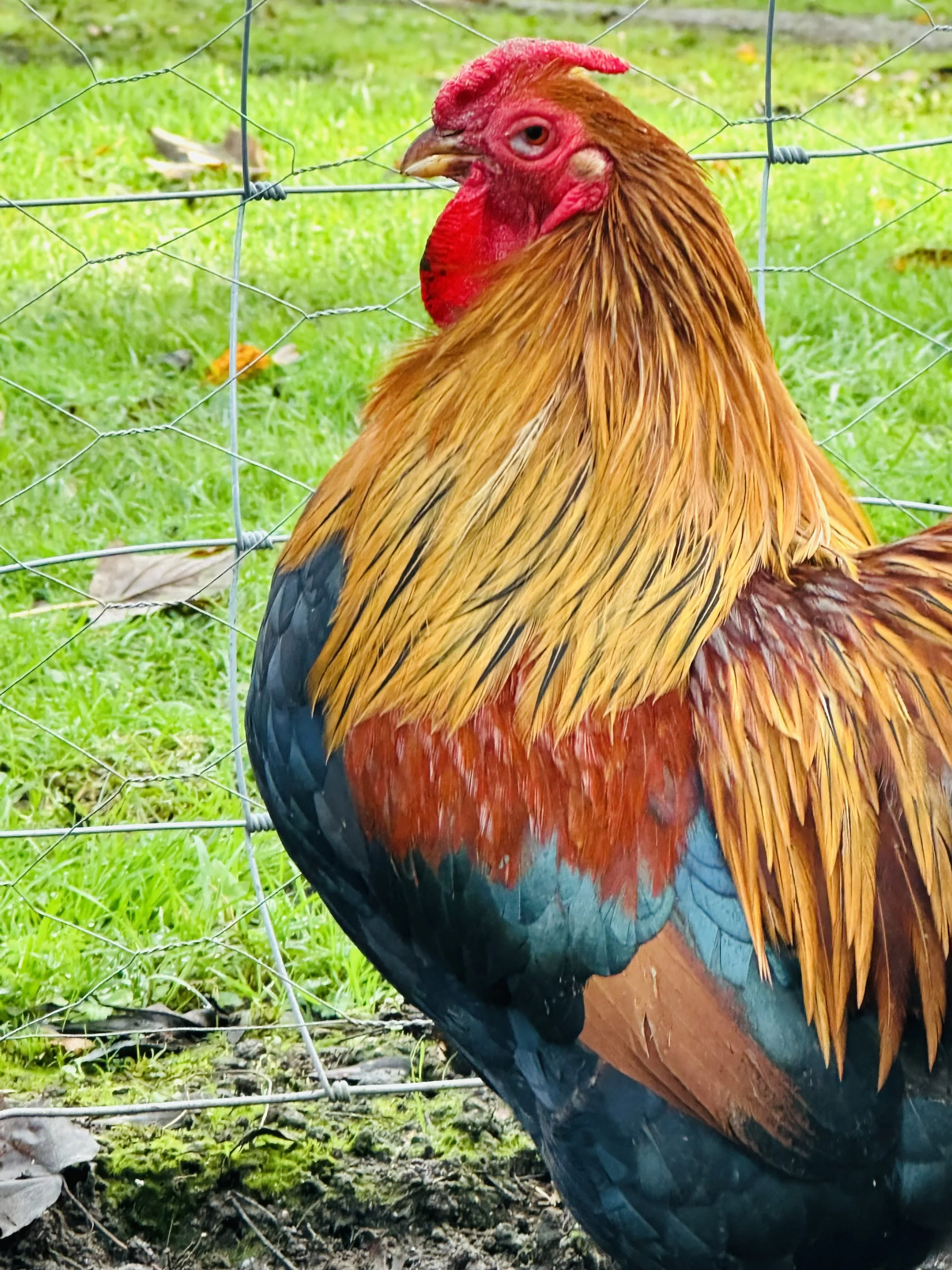 Colorful rooster standing near a wire fence on green grass.