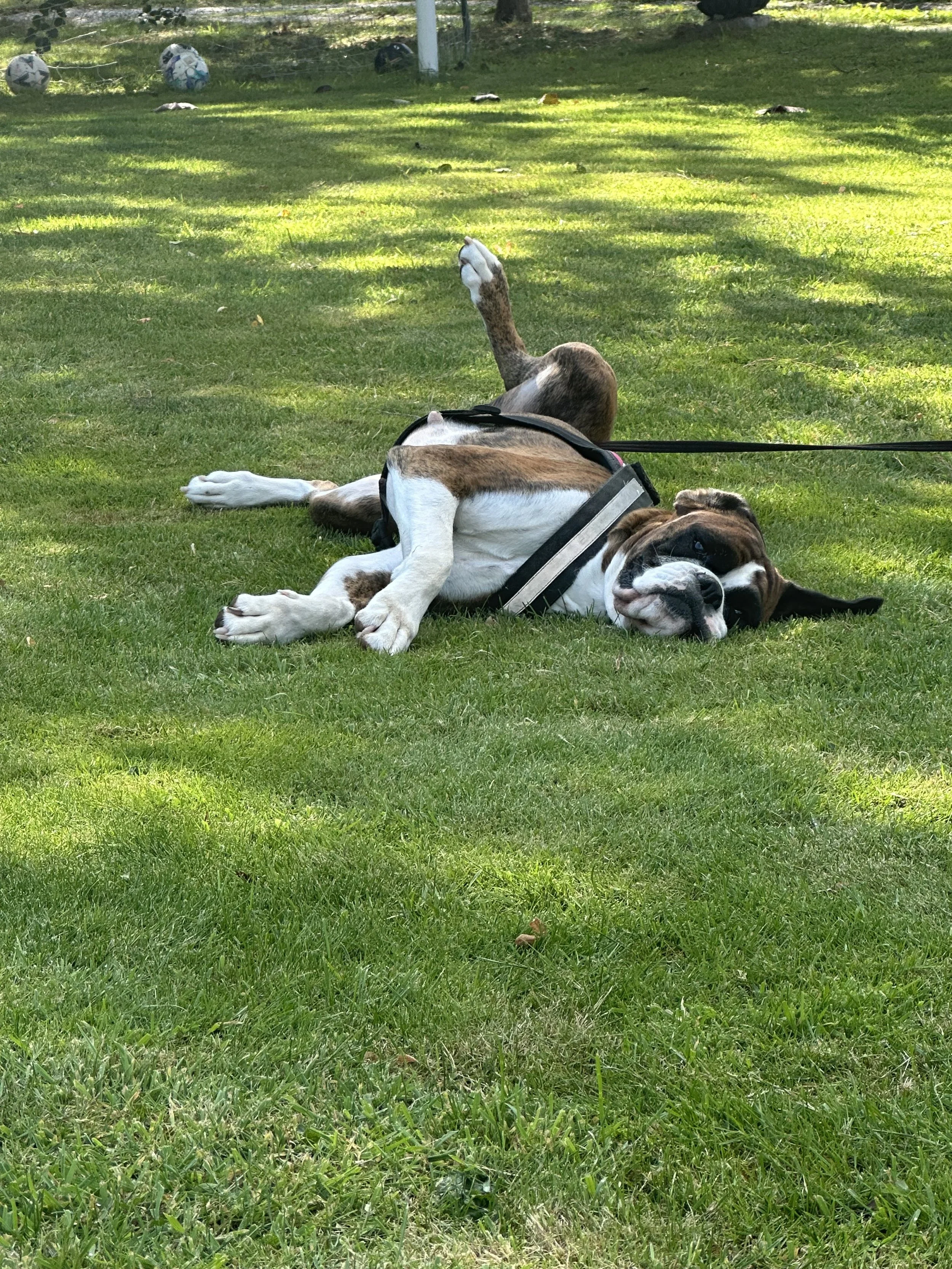 A bulldog lying on a grassy field with an animated expression, wearing a harness, and a dog in the background laying on its back with one leg raised.