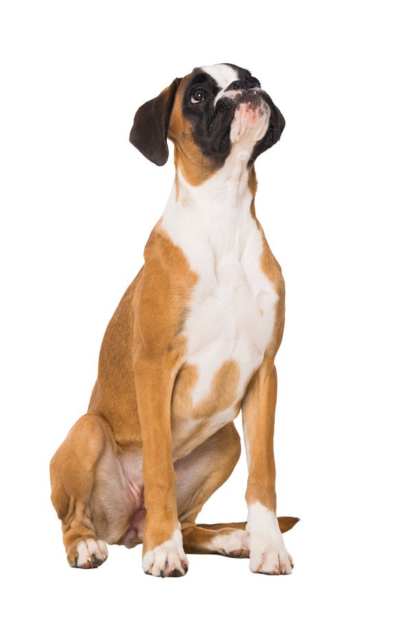 Boxer Dog Sitting and Looking up at the logo of Brown Dog Veterinary Solutions