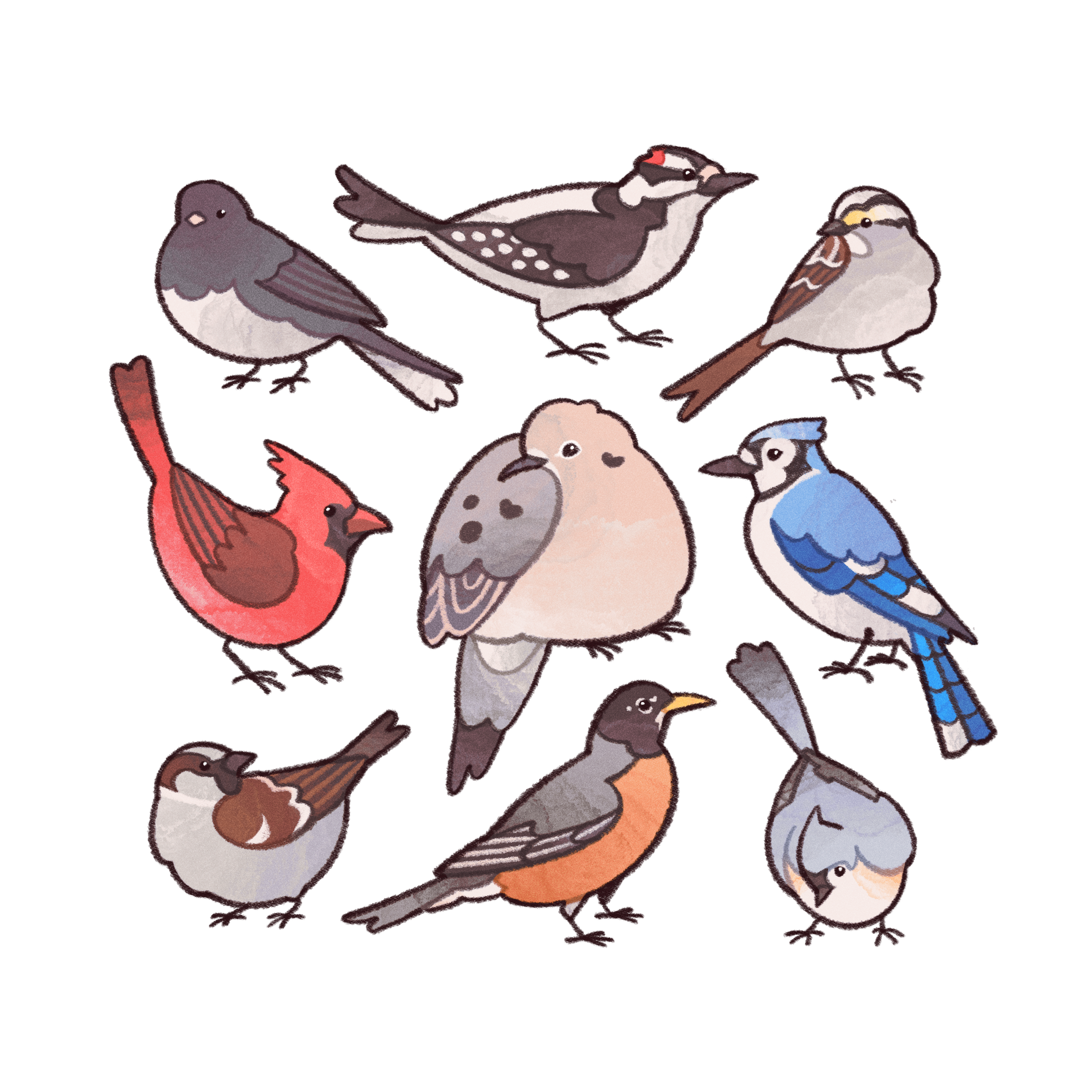 260303_birds.png