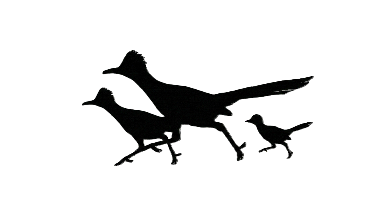Silhouette of three birds (roadrunners) walking in a line, with the largest in front and two smaller ones behind, against a black background.