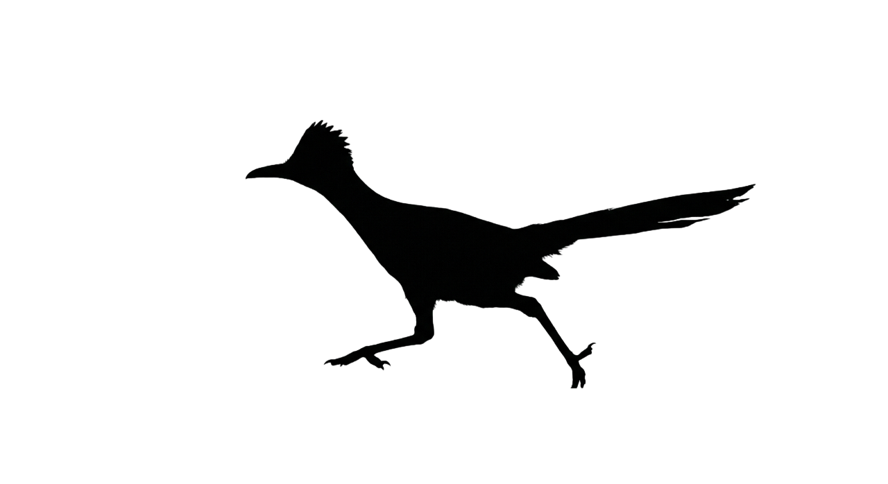 A black silhouette of a bird (roadrunner) standing on two legs with a long tail and neck. Roadrunner law.