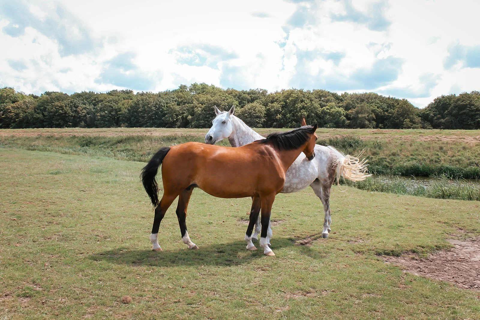 Twee paarden, een wit en een bruin, staan samen in een groen weiland onder een bewolkte lucht, met een bos op de achtergrond.