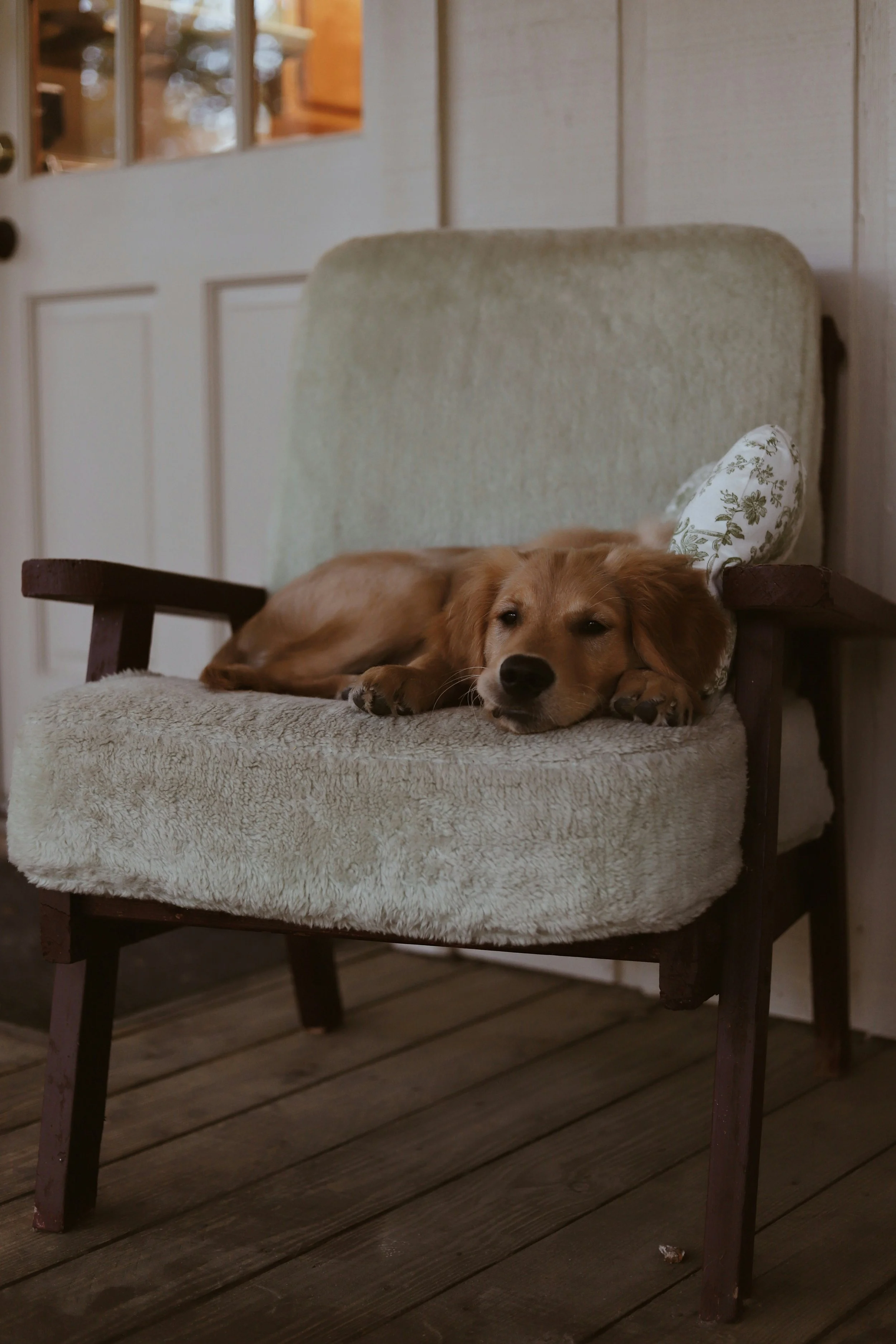 A small brown dog with floppy ears is lying on a cream-colored plush armchair with wooden armrests, next to a floral pillow, near a white door with glass panes, in a room with wooden floors and paneling.