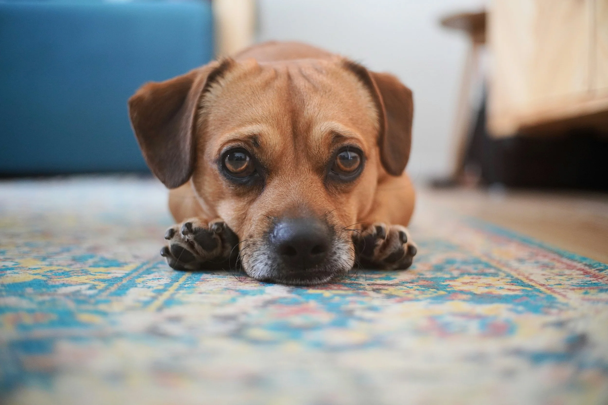A brown dog with expressive eyes lying down on a colorful patterned rug, resting its head on its front paws.