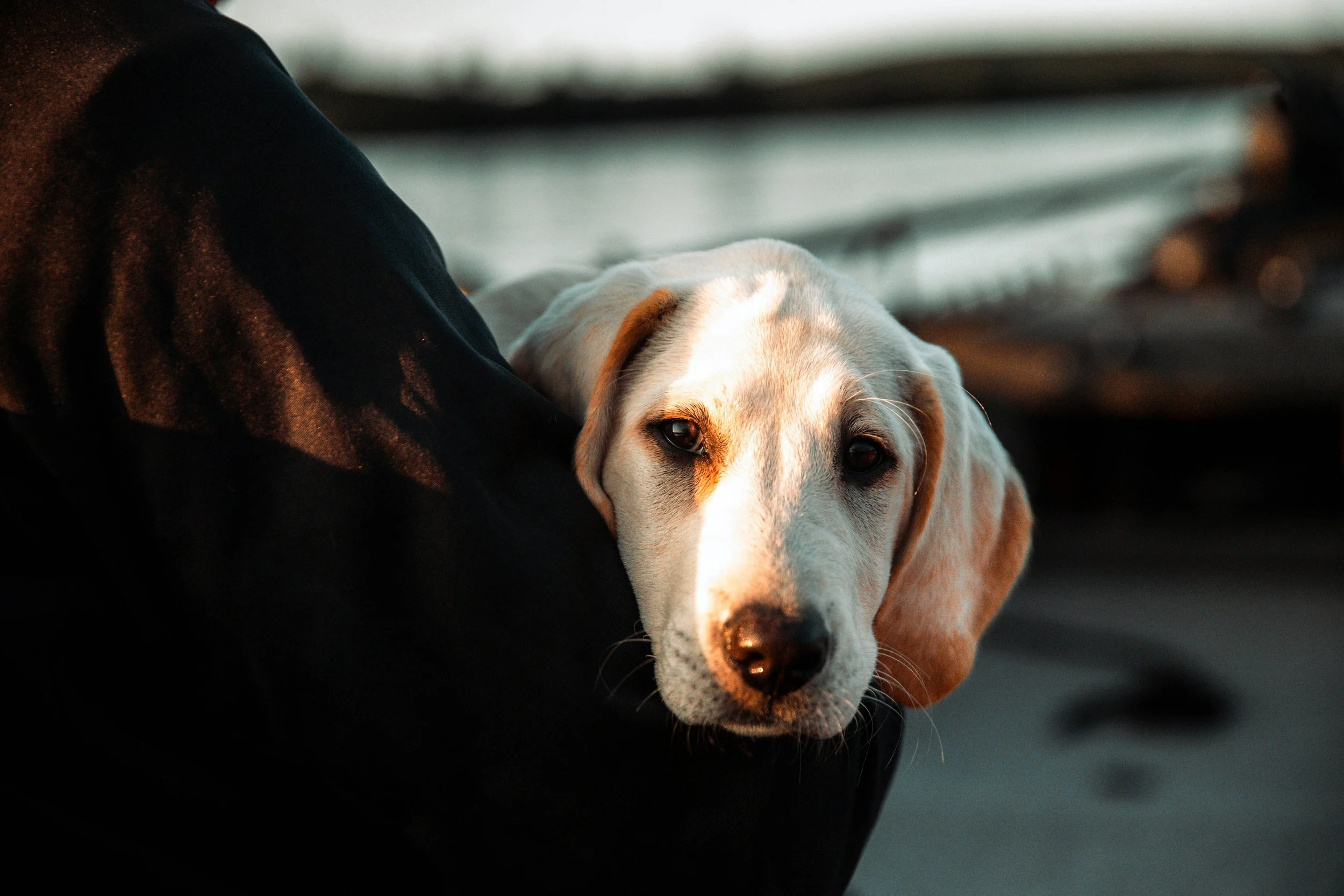 Close-up of a yellow Labrador retriever dog resting on a person's arm, with a soft focus background.