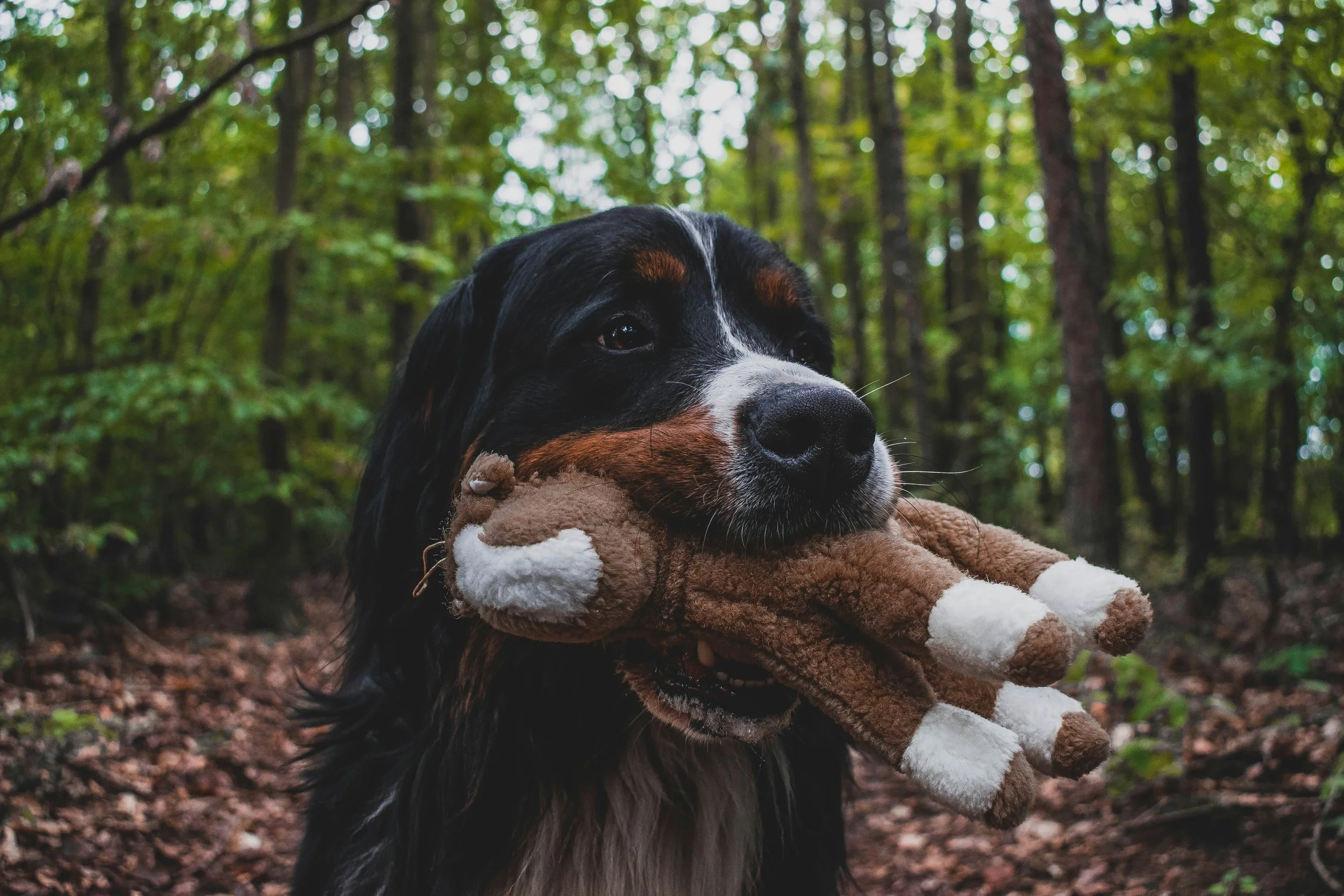A dog carrying a stuffed toy in its mouth in a forest with tall trees and green foliage.