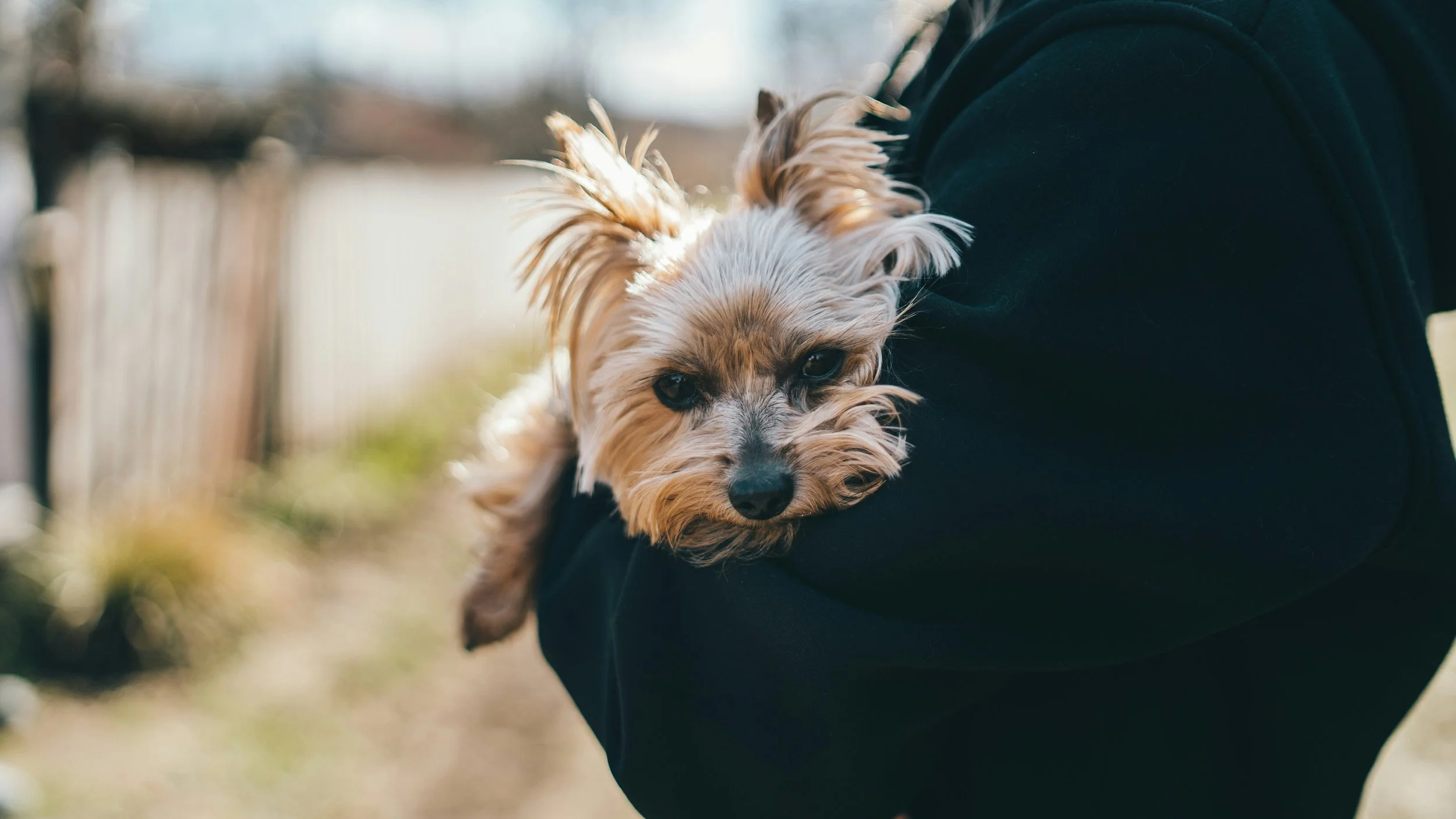 A small, light brown and cream-colored dog with long ears resting on a person's arm. The person is wearing black clothing, and the background appears to be outdoors with blurred natural scenery.