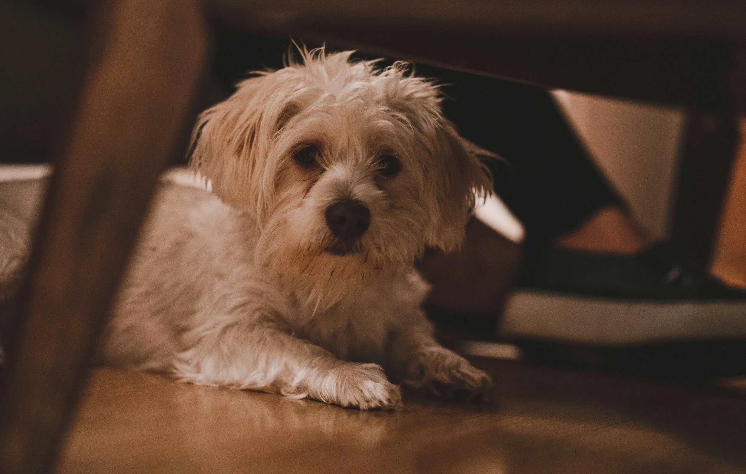 A light-colored, fluffy dog with dark eyes peeking out from under a table or piece of furniture.