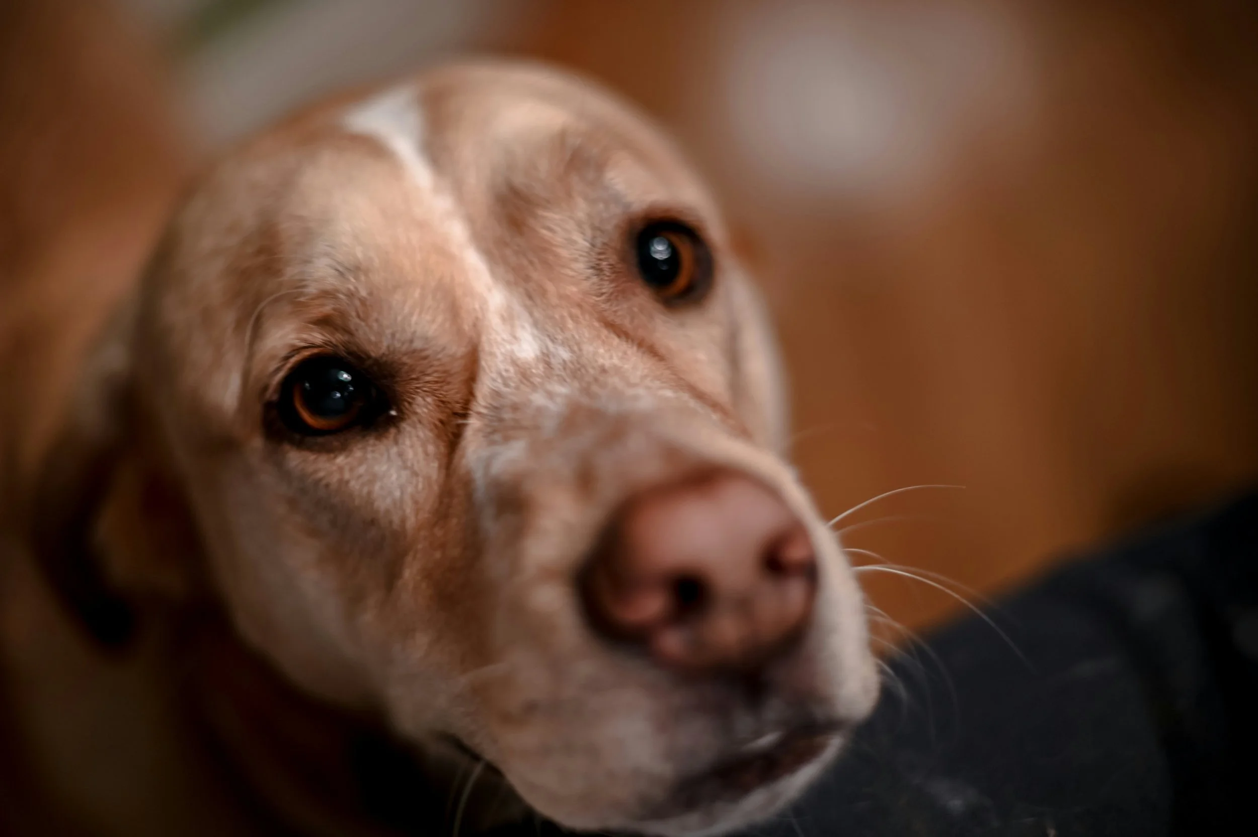 Close-up of a dog's face with brown eyes and light brown fur, looking and biting on something.