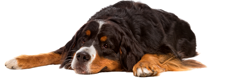 A sad Bernese Mountain Dog lying down with its head resting on the ground